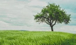 邯郸大树爆料事件真相视频,揭秘真相背后的曲折历程