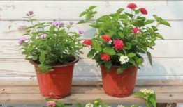 奥比最新皮肤爆料视频,炫彩造型引粉丝热议