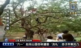 邯郸大树爆料事件真相视频,揭秘真相背后的曲折历程