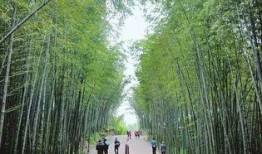 竹林小区新闻爆料,业主爆料惊人真相！