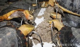 黄缘最新技能爆料,突破极限，战力再升级！