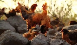 土鸡游戏爆料大全最新,揭秘热门游戏幕后故事与精彩瞬间