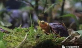 黄缘最新技能爆料,突破极限，战力再升级！