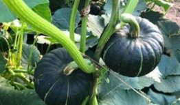 吃瓜网红高清图片,揭秘吃瓜网红高清美照背后的故事