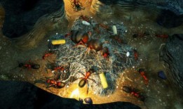 地下蚁国最新爆料,最新爆料揭示神秘蚁群世界