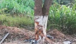 邯郸大树爆料事件真相视频,揭秘真相背后的曲折历程